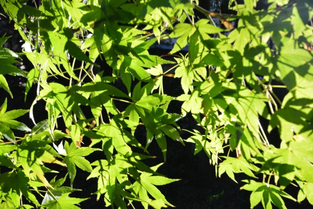 秀和東荻窪レジデンス　周辺環境