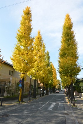 ル・アピカ成城　周辺環境