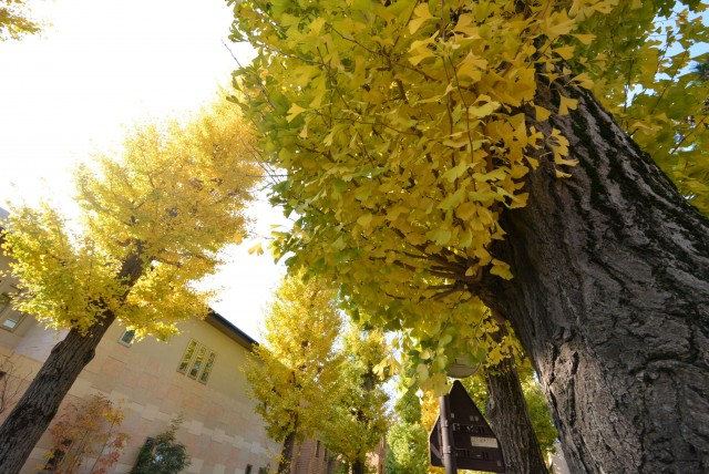 ル・アピカ成城　周辺環境