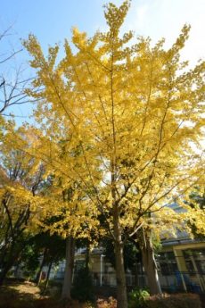 ノワール荻窪　周辺環境