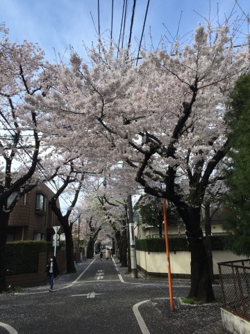 ル・アピカ成城　周辺環境