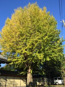 藤和千歳台ホームズ　周辺環境