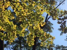 藤和千歳台ホームズ　周辺環境