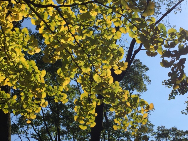 藤和千歳台ホームズ　周辺環境