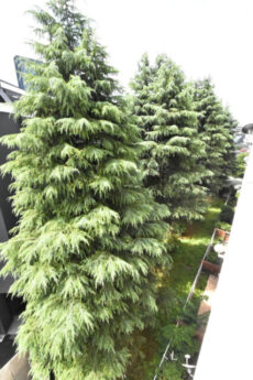 コープ第一駒場 バルコニー