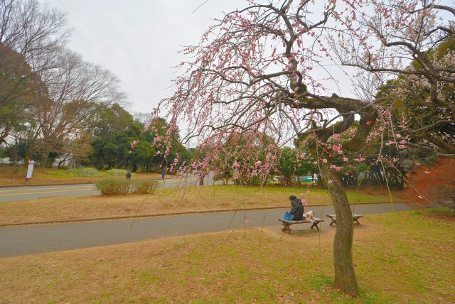 駒沢オリンピック公園