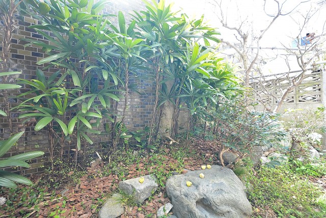 都立大第2コーポラス バルコニー