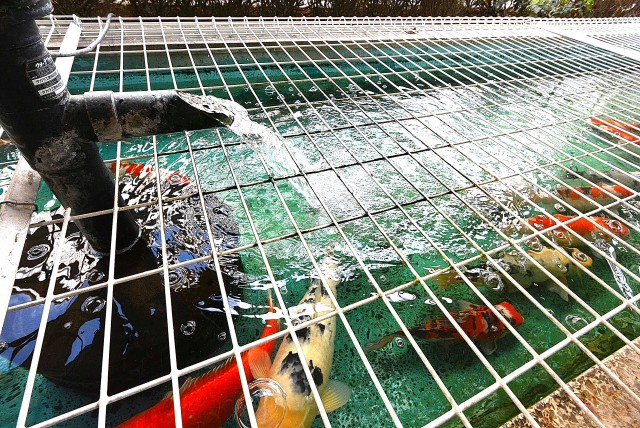 弦巻リハイム903 エントランス (10)