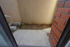 カルム桜新町パティオ洋室2 カルム桜新町パティオ洋室2