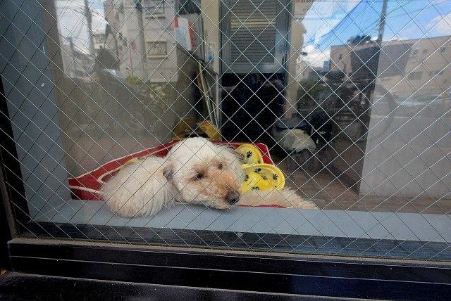 ライオンズマンション上用賀 周辺環境