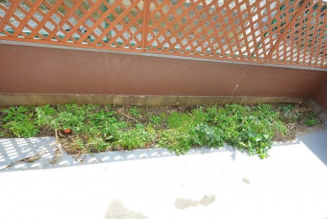 柿の木坂サニーハイツ バルコニー 