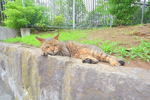 南砂町 (12)公園のネコ