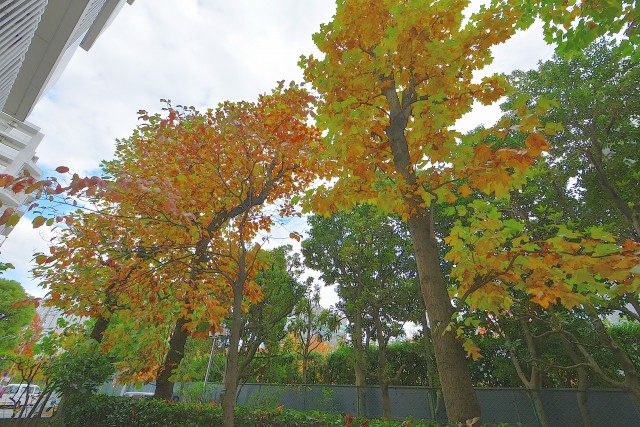 ファミリータウン東陽 バルコニー