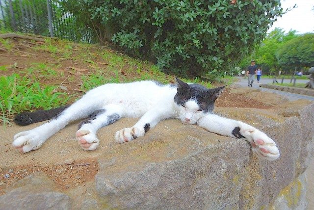 南砂町公園のネコ