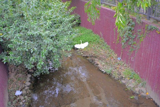 ヒルズ用賀 谷沢川