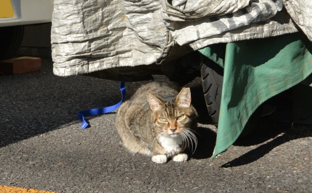 東大島 (11)noraneko