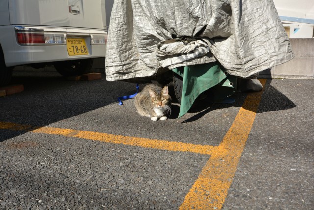 東大島 近所のネコ