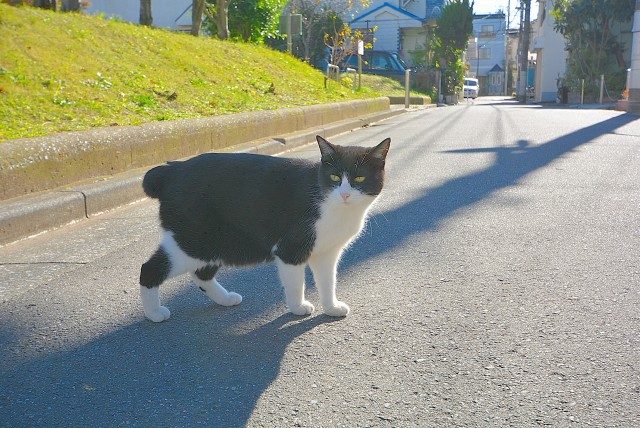 東大島 近所のネコ