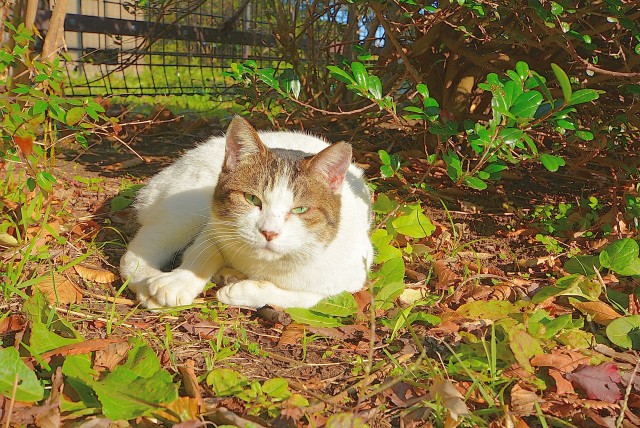 大島小松川公園　旧小松川閘門