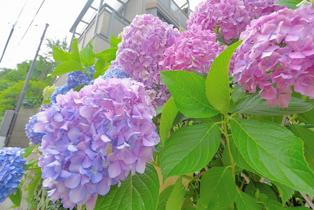 マンション都立大