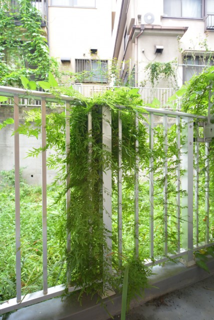 パイロットハウス北新宿 バルコニー