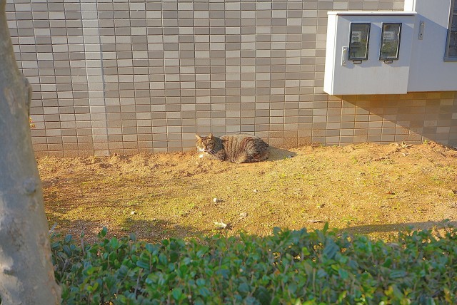ラインズマンション根岸東 (5)裏のネコ