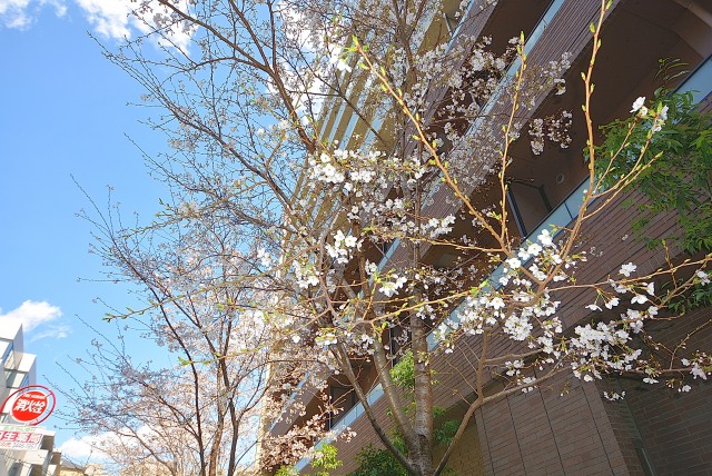 アルファホームズ池田山周辺 (5)