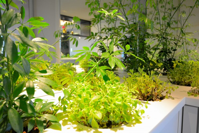 イトーピア渋谷桜ヶ丘 玄関