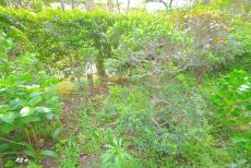 ファミリータウン東陽 専用庭