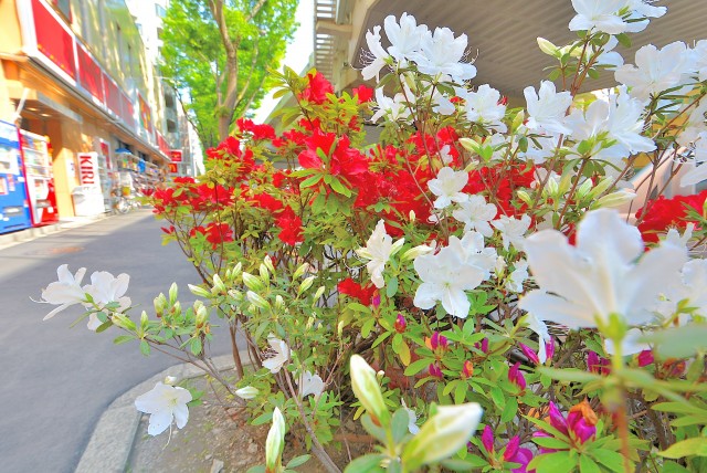 カーサ桜上水道順 (5)