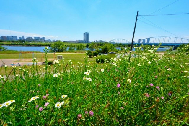矢口渡周辺 多摩川沿い