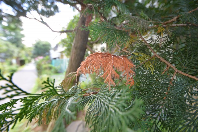 経堂ダイカンプラザⅡ