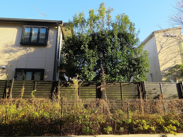 コージーコート二子玉川 眺望 コージーコート二子玉川 眺望