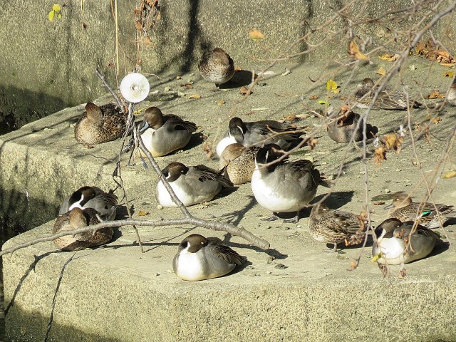 サードリハイツ本館 周辺 サードリハイツ本館 周辺