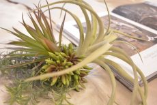 グランドメゾン新宿東 洋室