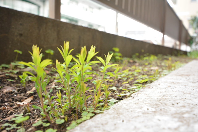 キャッスル世田谷 バルコニー
