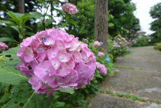 井の頭公園パークハウス吉祥寺南町 緑地