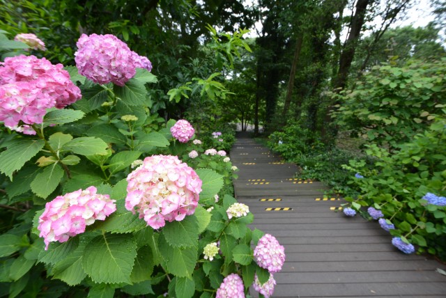 井の頭公園パークハウス吉祥寺南町 緑地