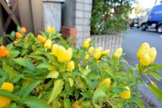藤和学芸大学ホームズⅡ 周辺