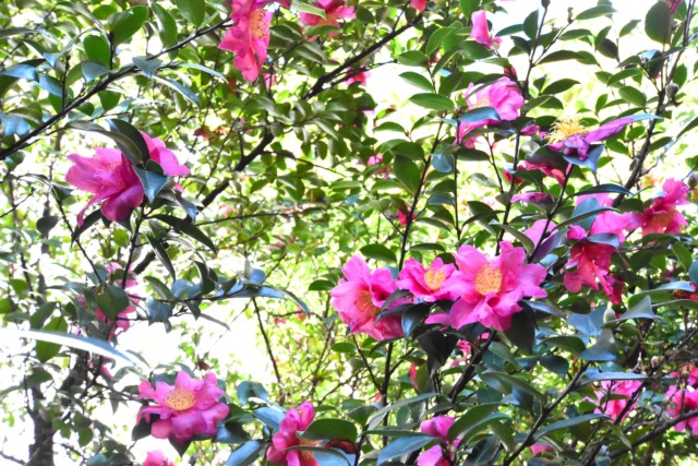 ライオンズマンション広尾第２ 北向きバルコニー